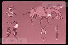 Bijen en Bijenteelt Bijen en Bijenteelt