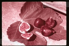 Langs de Middellandse Zee