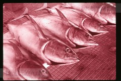 Langs de Middellandse Zee