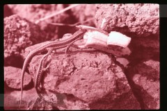 Langs de Middellandse Zee