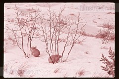 Winter Winter