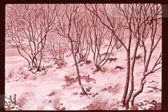 Winter Winter