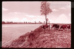 De Maas II De Maas II