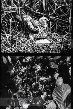 Opgeweld uit Wier en Zand 2