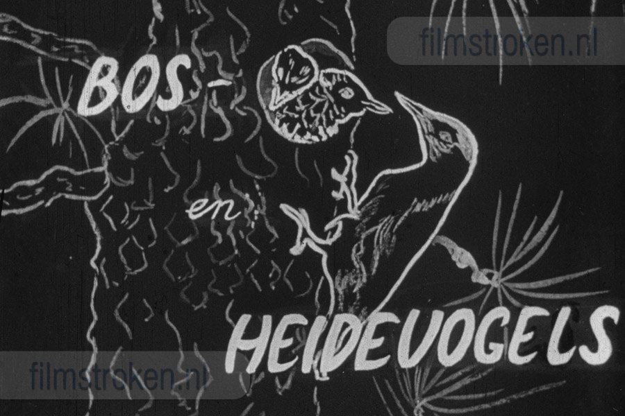 Bos- en Heidevogels Bos- en Heidevogels