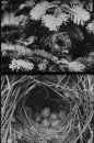 Bos- en Heidevogels Bos- en Heidevogels