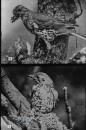 Bos- en Heidevogels Bos- en Heidevogels