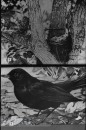 Bos- en Heidevogels Bos- en Heidevogels