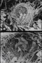 Bos- en Heidevogels Bos- en Heidevogels