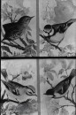 Bos- en Heidevogels Bos- en Heidevogels