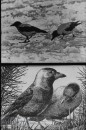 Bos- en Heidevogels Bos- en Heidevogels