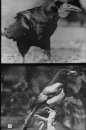 Bos- en Heidevogels Bos- en Heidevogels