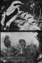 Bos- en Heidevogels Bos- en Heidevogels