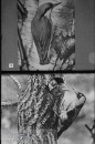 Bos- en Heidevogels Bos- en Heidevogels