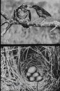 Bos- en Heidevogels Bos- en Heidevogels