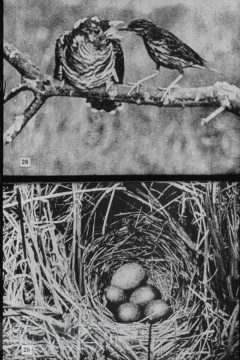 Bos- en Heidevogels