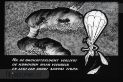 Wij Mieren Wij Mieren
