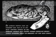 Wij Mieren Wij Mieren