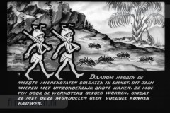 Wij Mieren Wij Mieren
