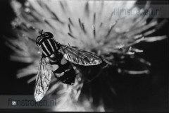 Jeugdfototips I Jeugdfototips I