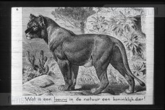 Zuid-Afrika III Zuid-Afrika III