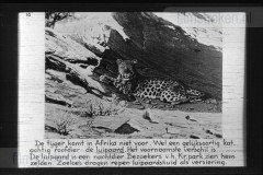 Zuid-Afrika III Zuid-Afrika III
