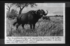 Zuid-Afrika III Zuid-Afrika III