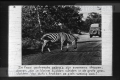 Zuid-Afrika III Zuid-Afrika III