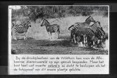 Zuid-Afrika III Zuid-Afrika III
