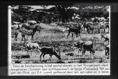 Zuid-Afrika III Zuid-Afrika III