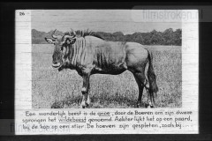 Zuid-Afrika III Zuid-Afrika III