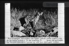 Zuid-Afrika III Zuid-Afrika III