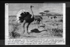 Zuid-Afrika III Zuid-Afrika III