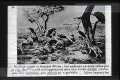 Zuid-Afrika III Zuid-Afrika III