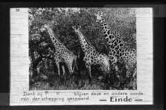Zuid-Afrika III Zuid-Afrika III
