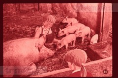 Pluk en Plok op de Boerderij