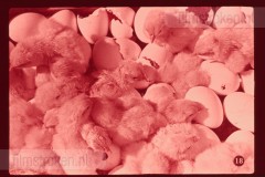 Pluk en Plok op de Boerderij