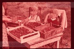 Pluk en Plok op de Boerderij
