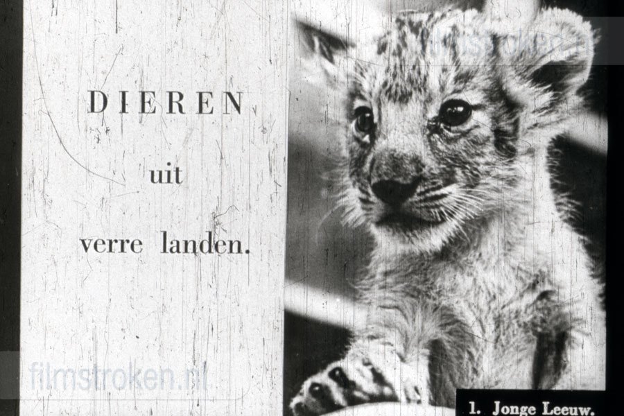 Dieren uit Verre Landen Dieren uit Verre Landen