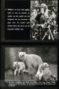 Dieren uit Verre Landen Dieren uit Verre Landen