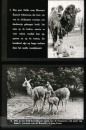 Dieren uit Verre Landen Dieren uit Verre Landen