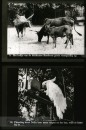 Dieren uit Verre Landen Dieren uit Verre Landen