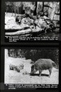 Dieren uit Verre Landen Dieren uit Verre Landen