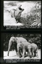 Dieren uit Verre Landen Dieren uit Verre Landen