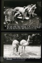 Dieren uit Verre Landen Dieren uit Verre Landen