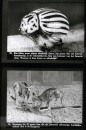 Dieren uit Verre Landen Dieren uit Verre Landen