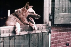 In en om de Boerderij I - In de Winter