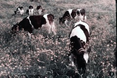 In en om de Boerderij III - In de Zomer