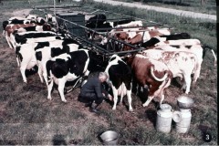 In en om de Boerderij III - In de Zomer