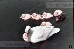 In en om de Boerderij III - In de Zomer